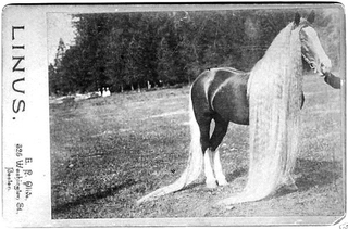Illustration for article titled The real-life My Little Ponies were creepy and magnificent beasts